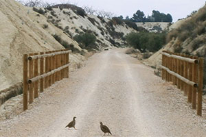 Campos del Ro